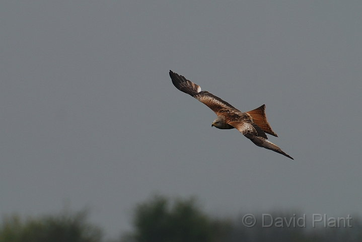 Red kite - D.jpg - Red kite in flight - Bedfordshire